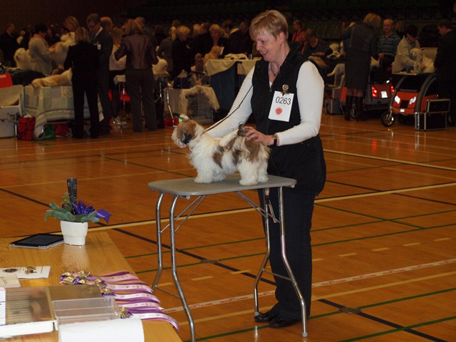 Shih Tzu Danmark